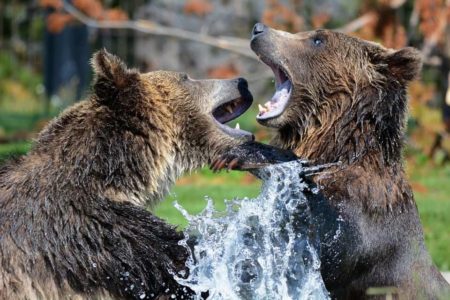 Zwierzęta atakują - walczące niedźwiedzie