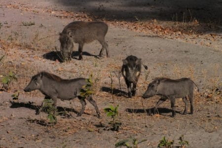 Tiere greifen an – eine Herde von Warzenschweinen mit Jungen