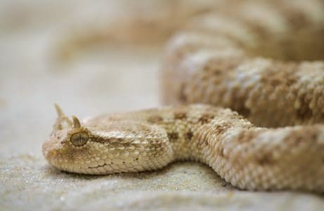 Tiere greifen an - Wüsten-Hornviper zwierzeta-atakuja-zmija-rogata
